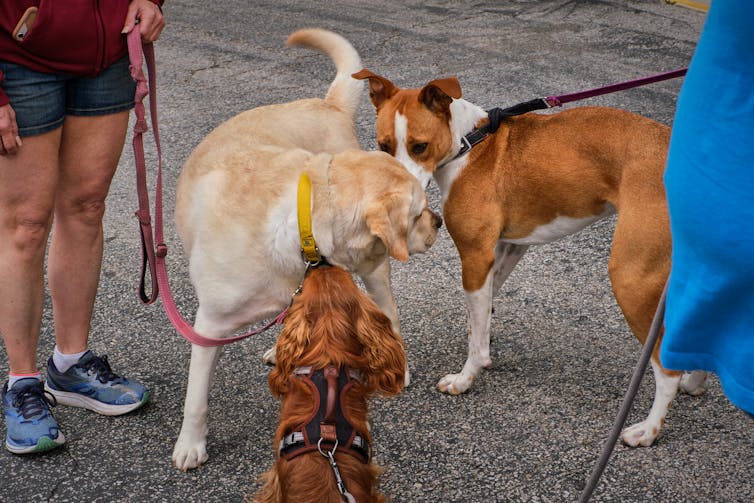 Three dogs on leash sniff each other.
