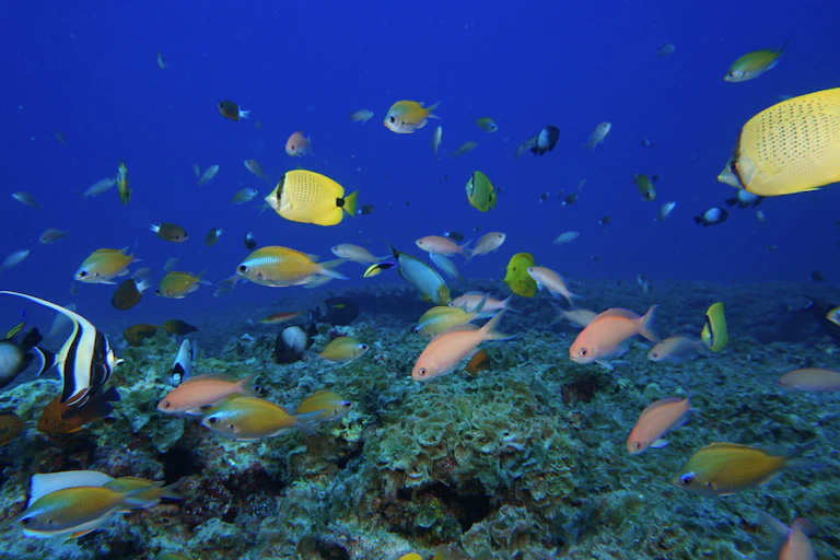 fish swimming on coral reef