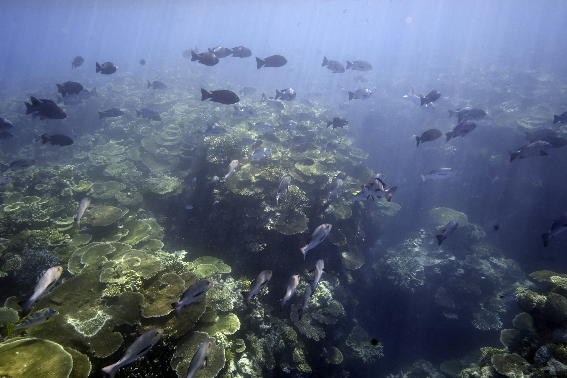 fish swimming above coral