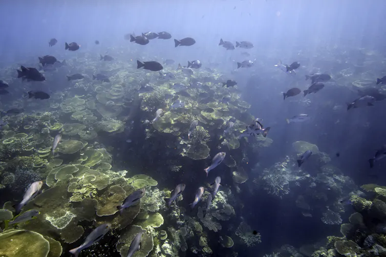 fish swimming above coral