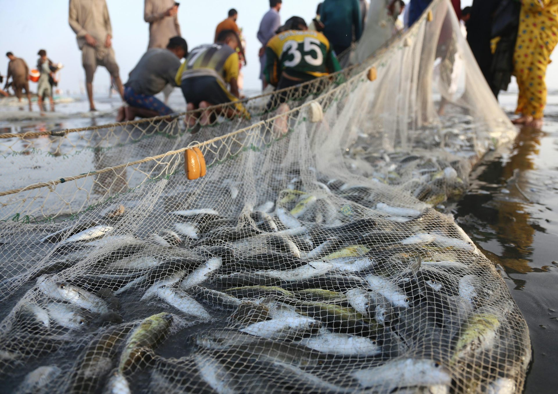 fish in nets on beach