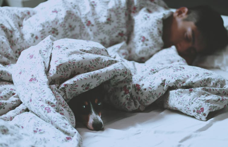 A dog peers out from under a doona while a man sleeps.