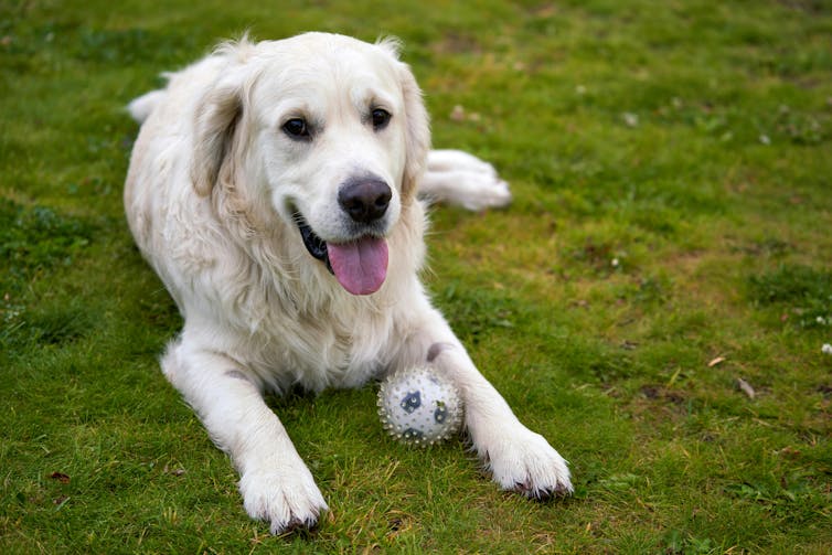 A golden retriever pants on the grass next to a ball.