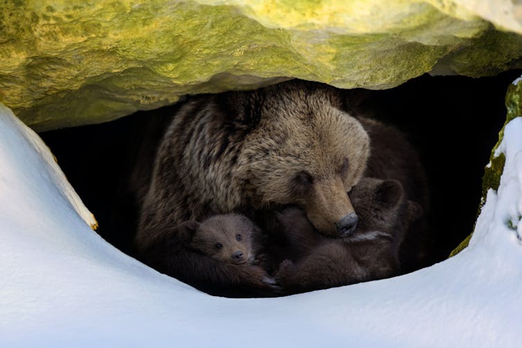 Brown bear with two cubs looking out of shelter