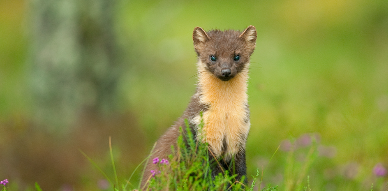 As pine martens are reintroduced to south-west England, a new study shows why local people need to be involved
