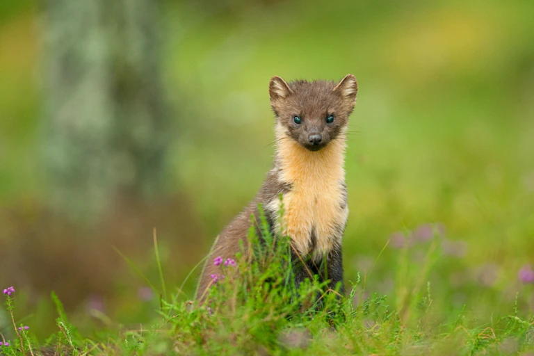 pine marten looking up from green grass