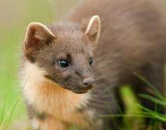 close up face of brown pine marten