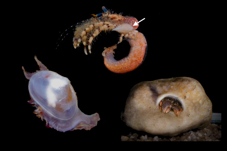 The three new species that have been found - a tiny clam, a walking sponge attached to a crab and a miniature isopod