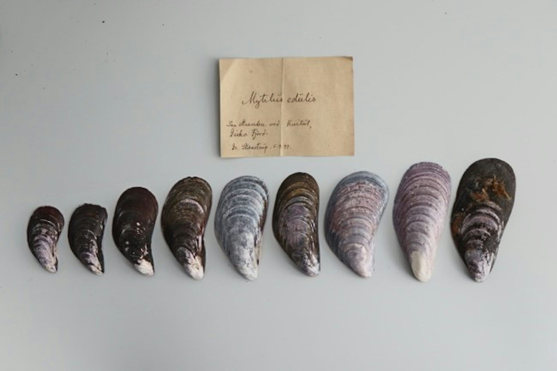 Photos de coquilles de moules anciennes du Groenland -- collections du Muséum national d’histoire naturelle du Danemark