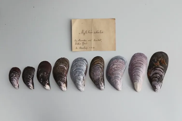 Photos de coquilles de moules anciennes du Groenland -- collections du Muséum national d’histoire naturelle du Danemark