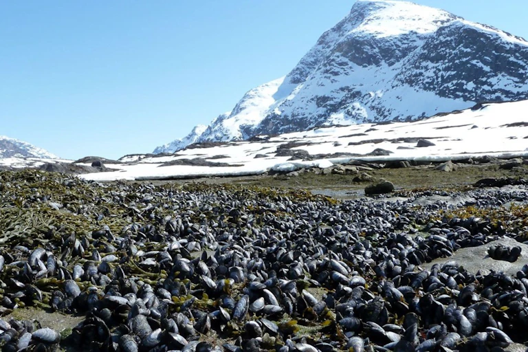 Photos d’un banc de moules à Nuuk, sud du Groenland.