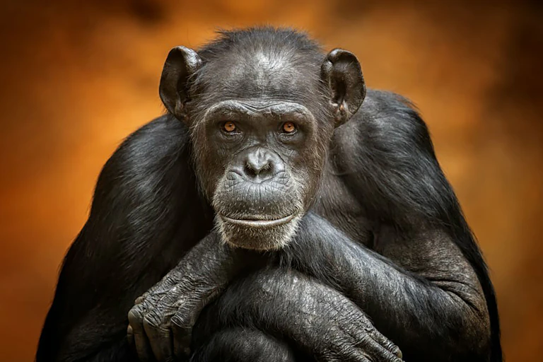 Chimpanzé olha diretamente para a câmera, fundo laranja
