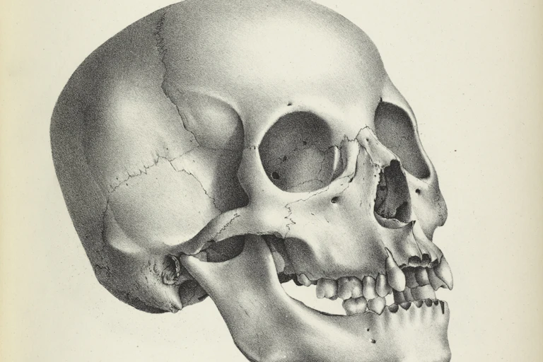 black and white painting of a skull looking toward right