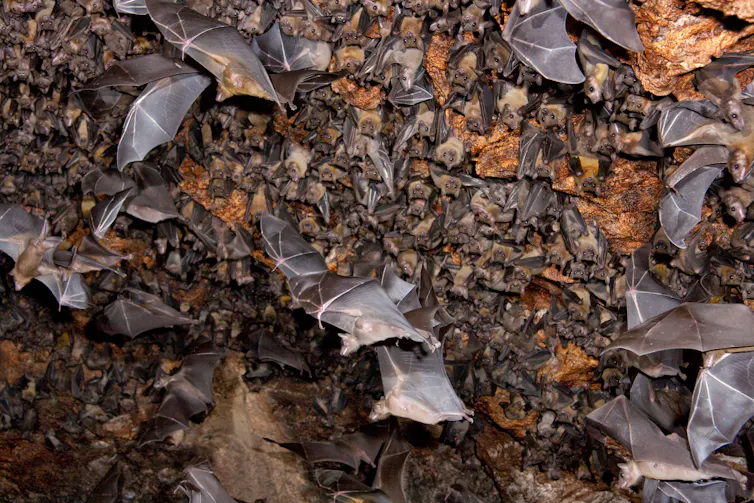 Egyptian fruit bats in a cave.