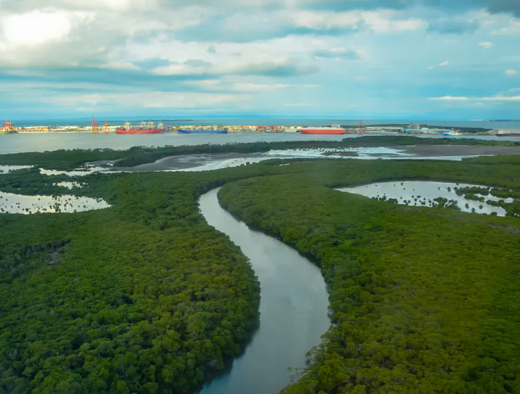 mangroves moreton bay