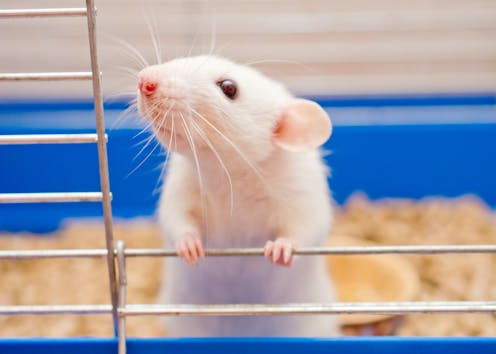 People believe lab animals have less mental capacity than other animals, research shows