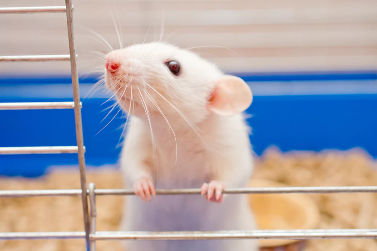 Photo of a white rat looking out of a cage