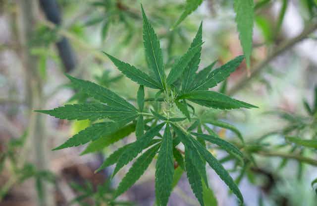 A close-up of a cannabis plant.
