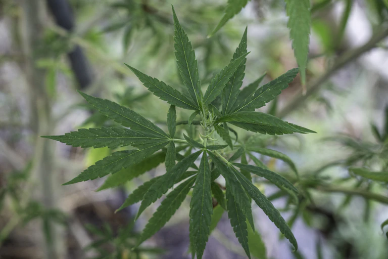 A close-up of a cannabis plant.