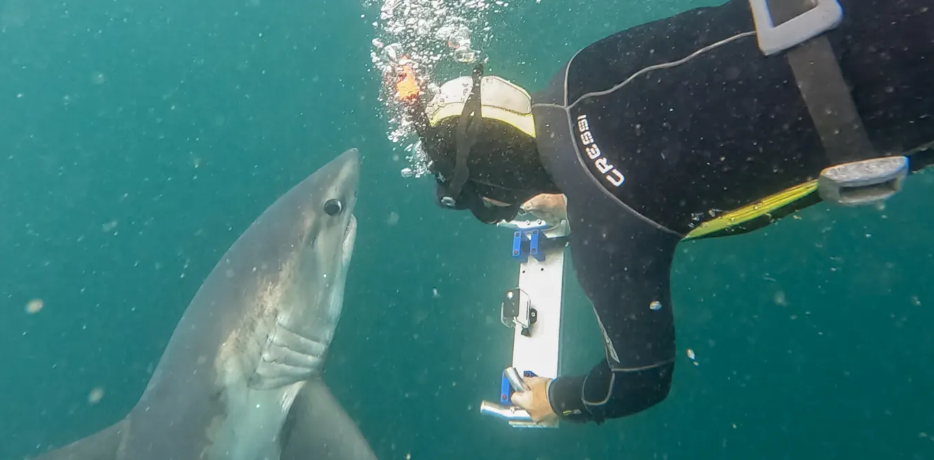 Un bateau low tech pour plonger avec les requins Un bateau low tech pour plonger avec les requins