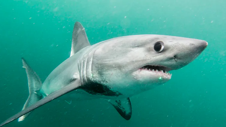 Un requin taupe, dans l’eau