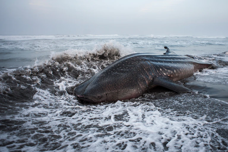 whale shark washed up on beach