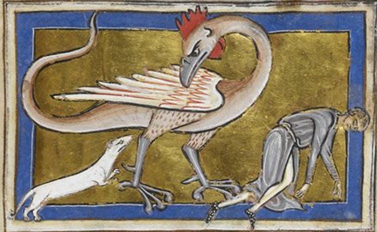 A drawing of a basilisk looking at an ermine