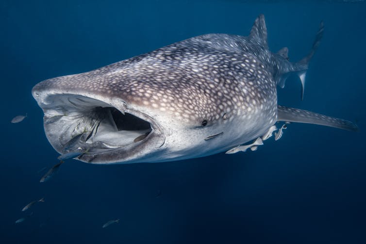 Large shark with mouth open