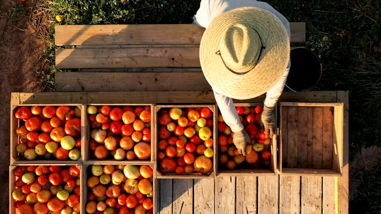 Aerial closeup view of person sorting tomatoes on flatbed trailer