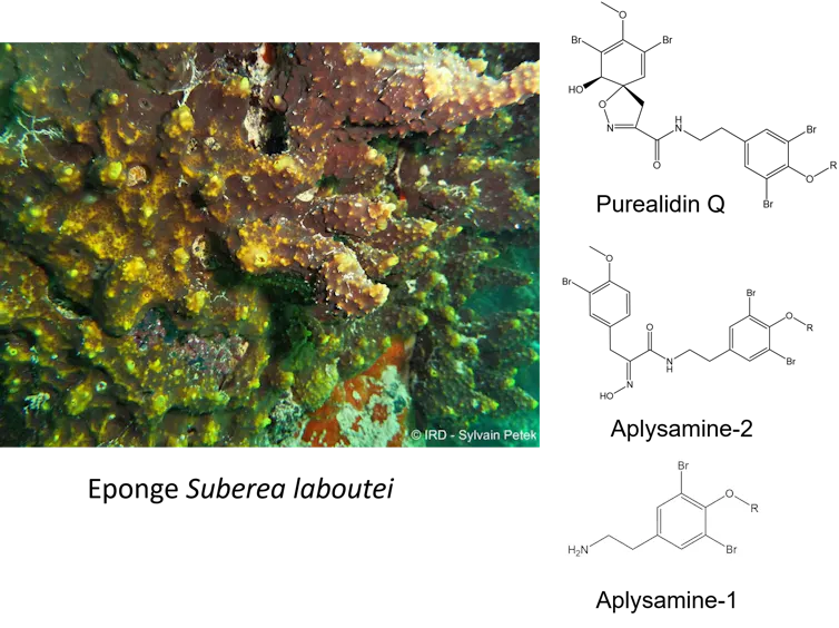 Photo d’une éponge avec à côté des formules de molécules