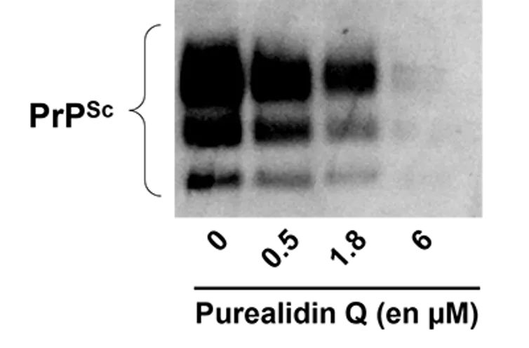 Photo d’un test western blot destiné à mettre en évidence le prion PrPsc dans des cultures de cellules.