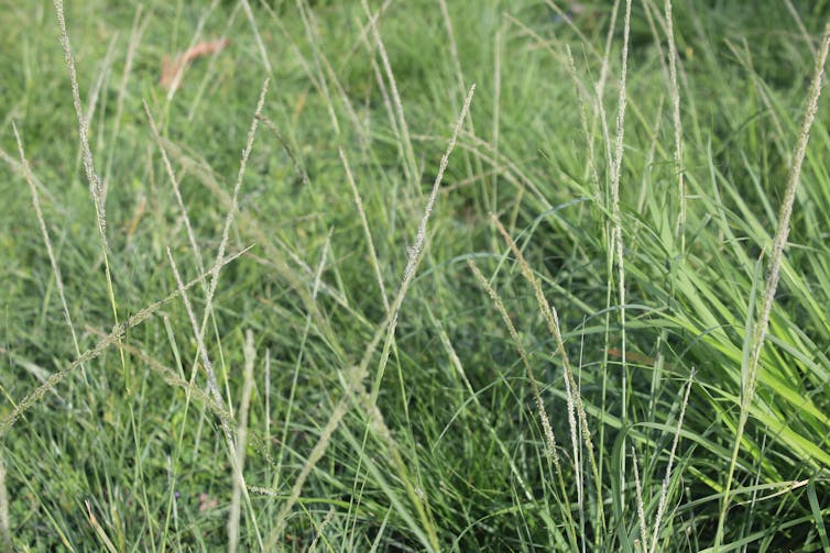 Ryegrass