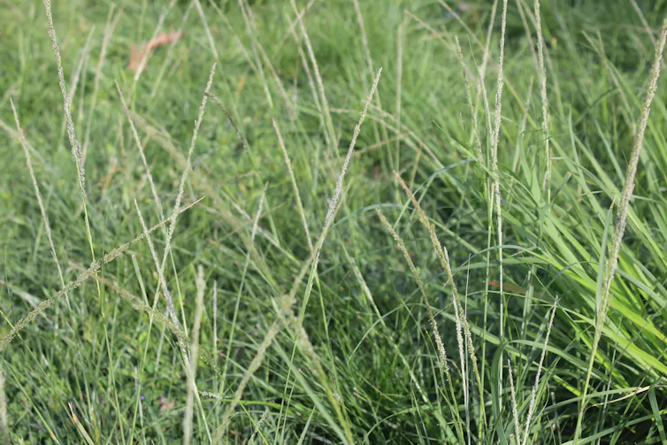 Ryegrass