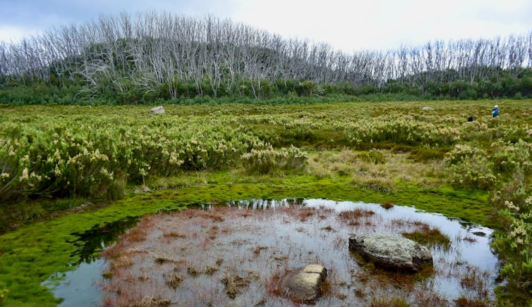 a pool of water surrounded by mud and vegetation