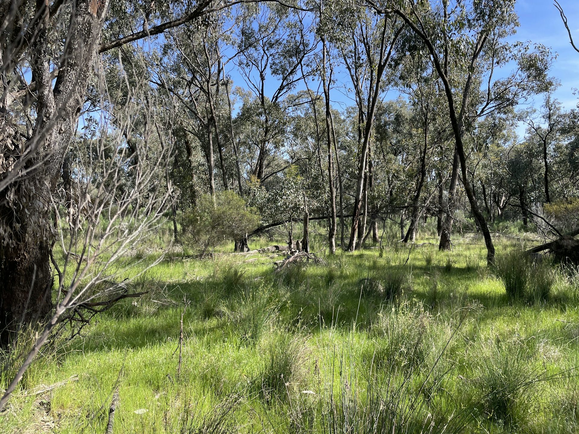 trees and green, grassy understorey