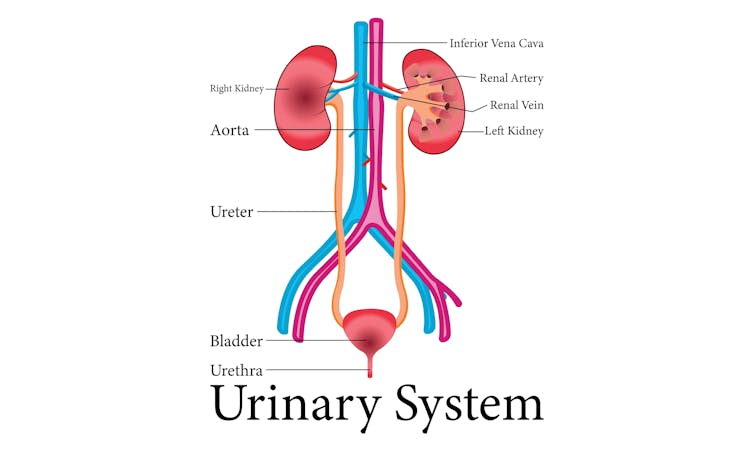 A diagram of the urinary system.