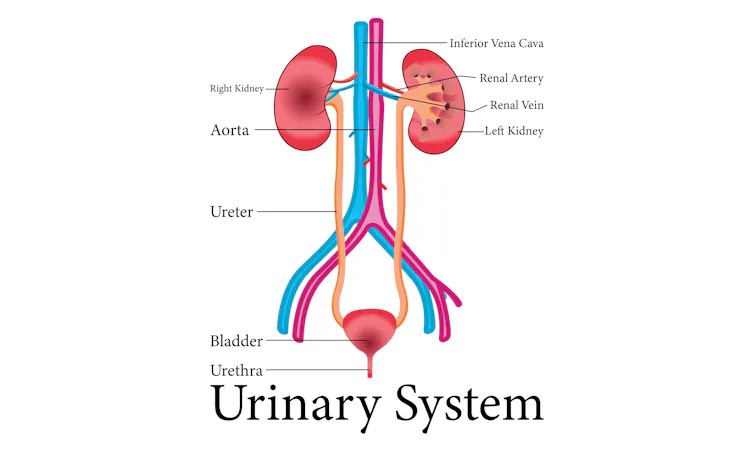 A diagram of the urinary system.