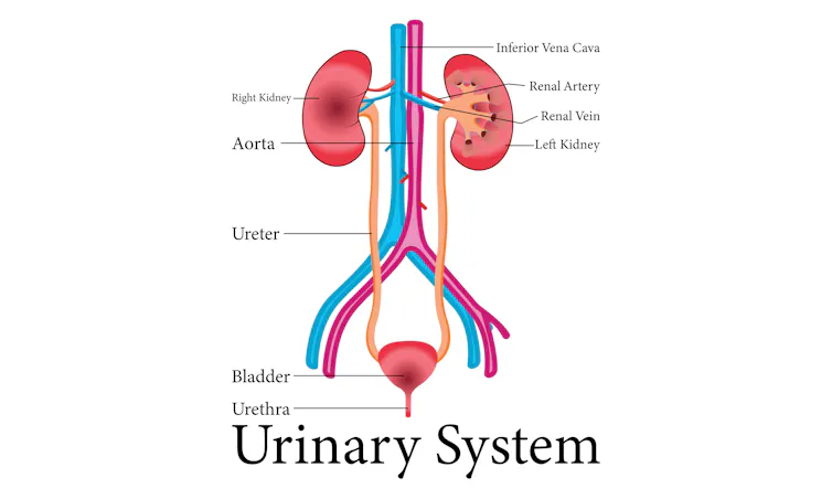 A diagram of the urinary system.
