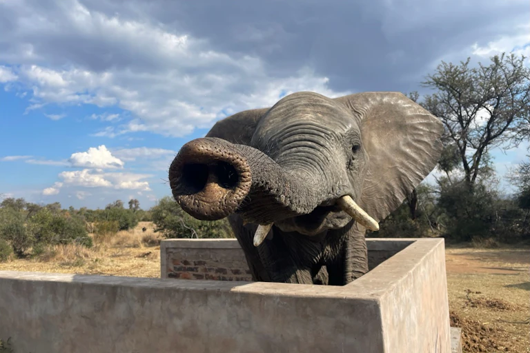 elephant with trunk out