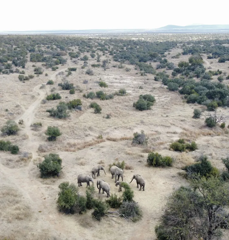 elephant herd roaming