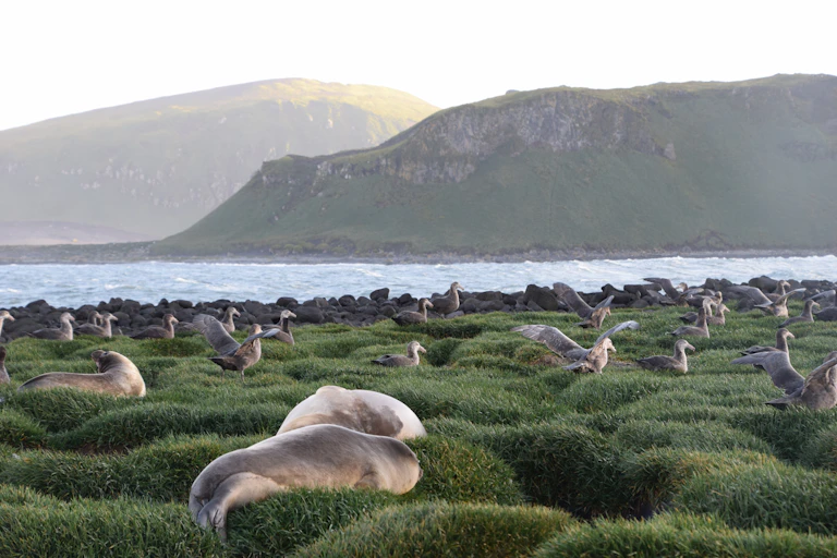 seals with islands in background