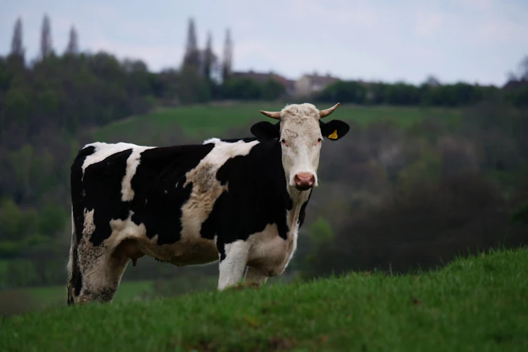 Un vache se tient debout dans un pré.