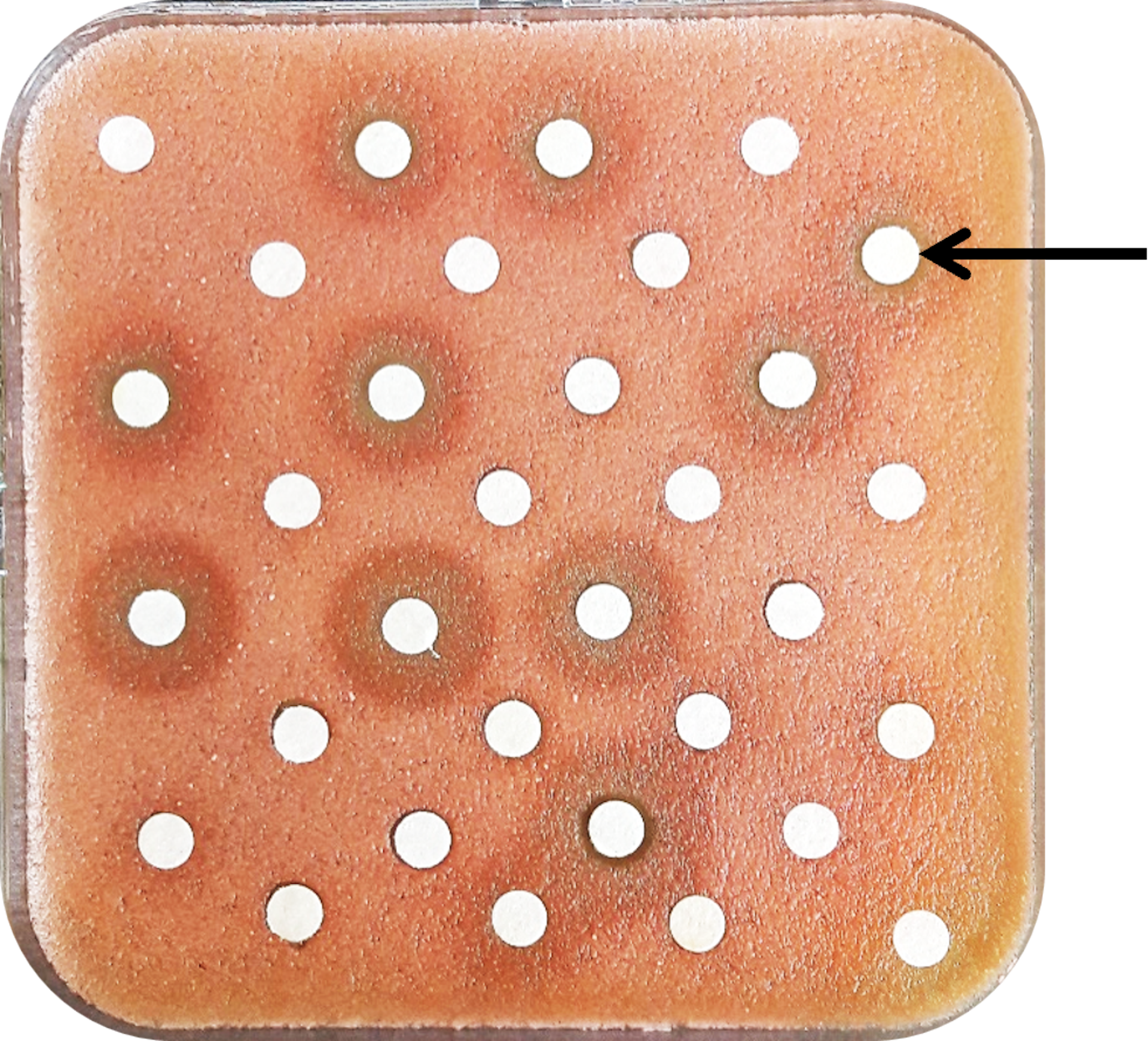 Photo d’une boîte de Pétri carrée utilisée pour un test contre le prion de levure.
