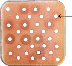 Photo d’une boîte de Pétri carrée utilisée pour un test contre le prion de levure.