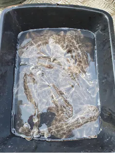 Nouveau-nés observés par un pêcheur en 2021