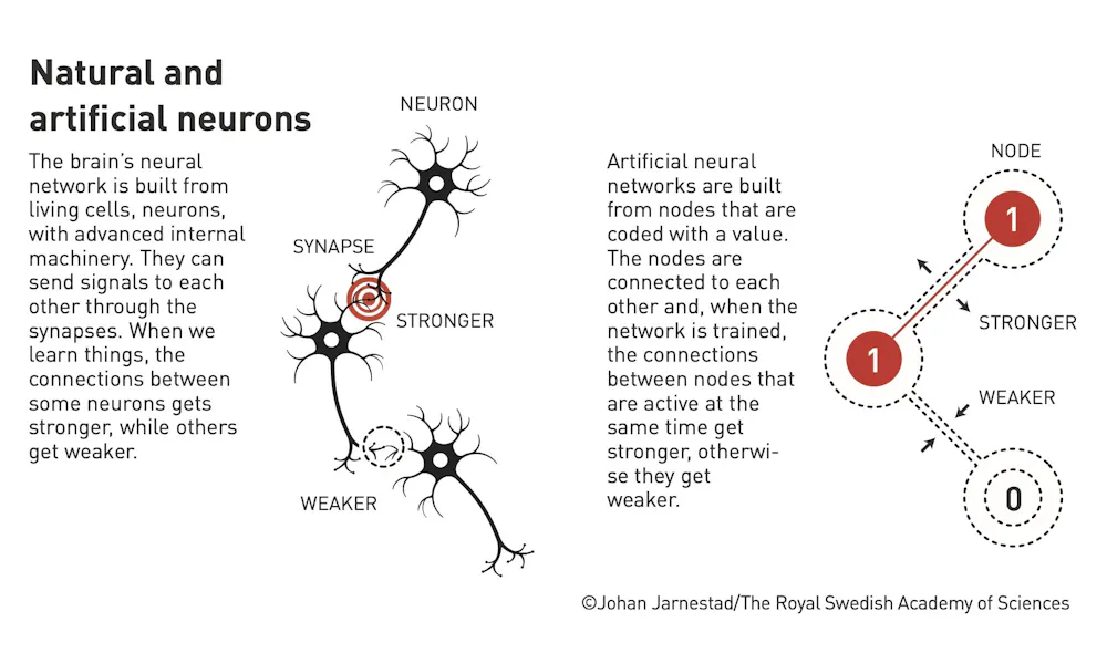 Natural Neuron Physics Nobel awarded to neural network pioneers who laid foundations ...