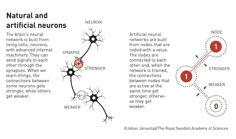 Infografía que compara neuronas naturales y artificiales.