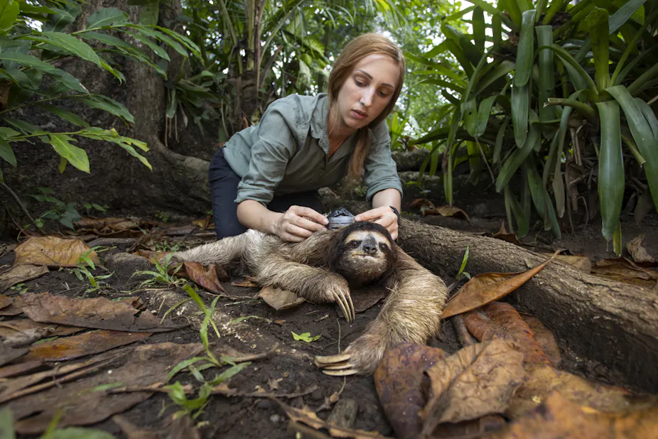 Sloth Woman Sloths are too slow to adapt to climate change – new study