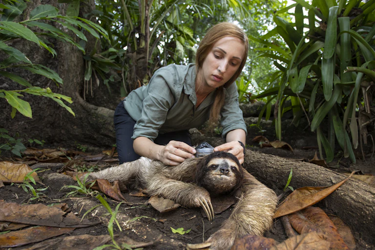 woman fitting small tracker equip[ment to sloth on ground, in forest