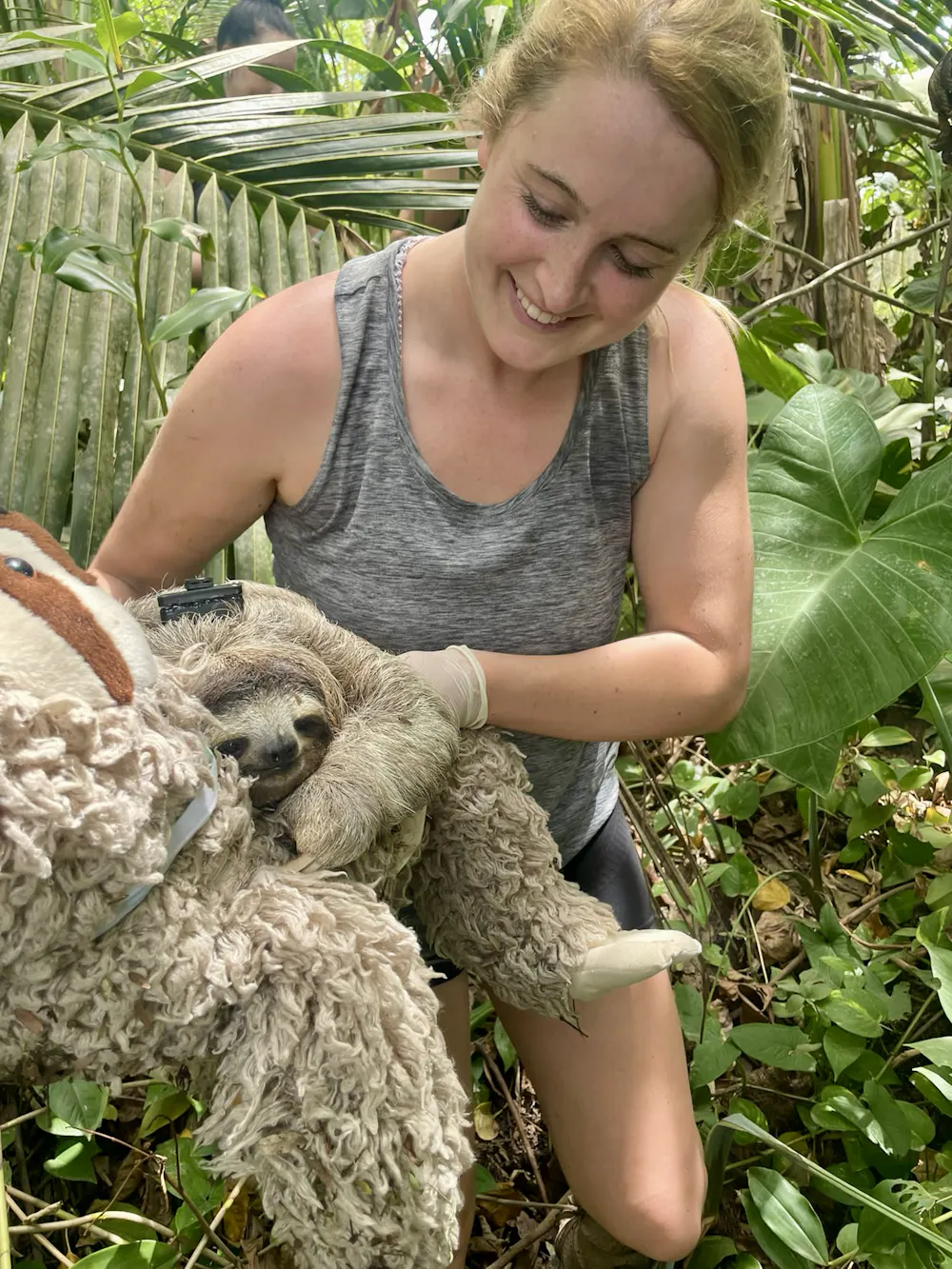 Sloth Gps Tracking Slow-moving sloths will struggle to adapt quickly to…